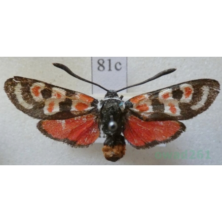 Zygaena occitanica (Villers, 1789) France81c